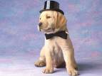 chien