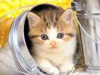 chats