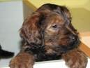 chien