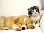 chient et chat