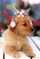 je kiff de tro les chats et chiens